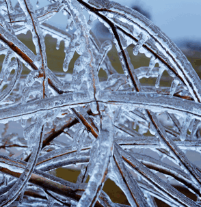 tree branches are encased in clear ice